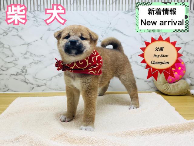 柴犬
