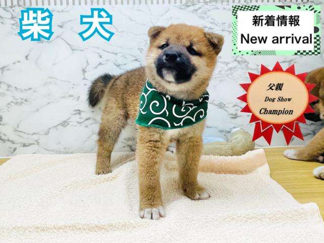 柴犬