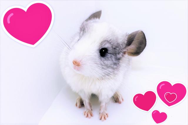 💕ふわもちチンチラ💕