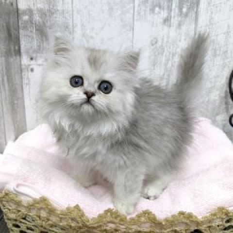 ペルシャ・ヒマラヤン