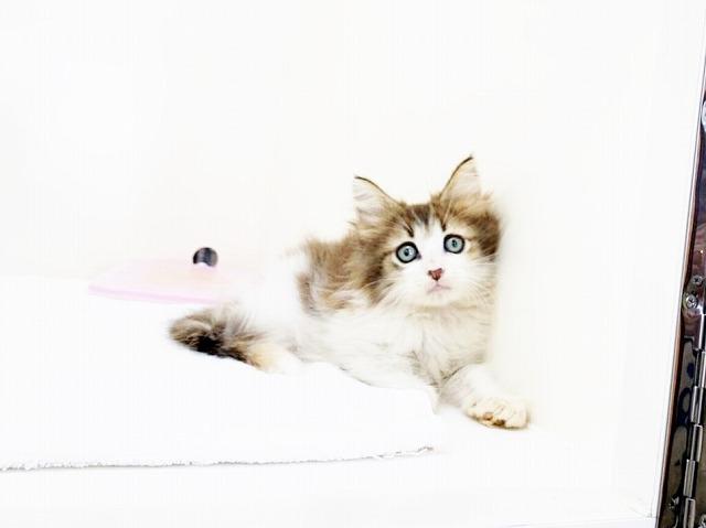 ノルウェージャンフォレストキャット
