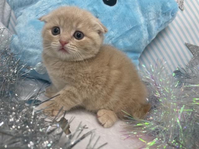 スコティッシュフォールド