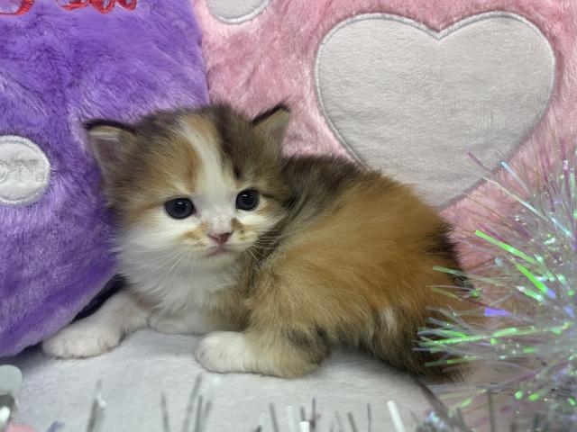 スコティッシュフォールド