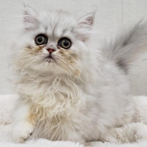 ペルシャ・ヒマラヤン