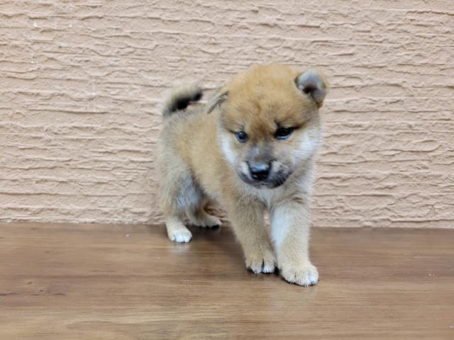 柴犬