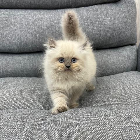 ペルシャ・ヒマラヤン