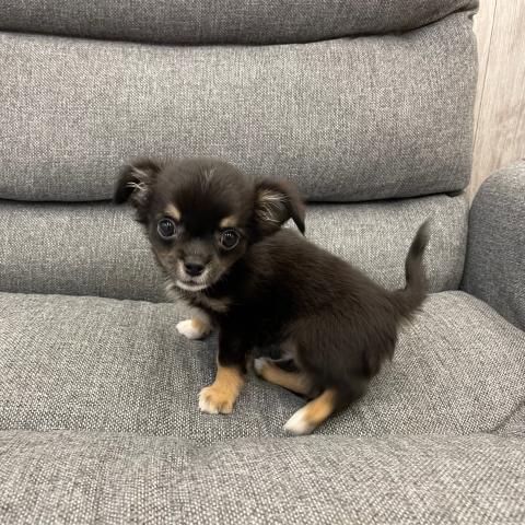 チワワ(ロングコート)