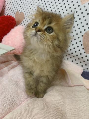 ペルシャ・ヒマラヤン