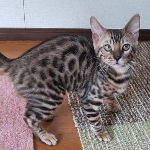 ベンガル