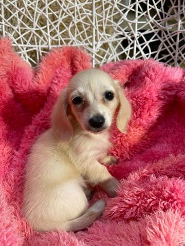 ミニチュアダックスフンドたれ目のミニチュアダックス🌷大阪府泉大津市