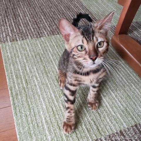 ベンガル