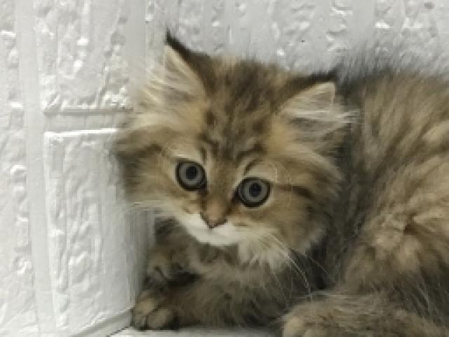 ペルシャ・ヒマラヤン