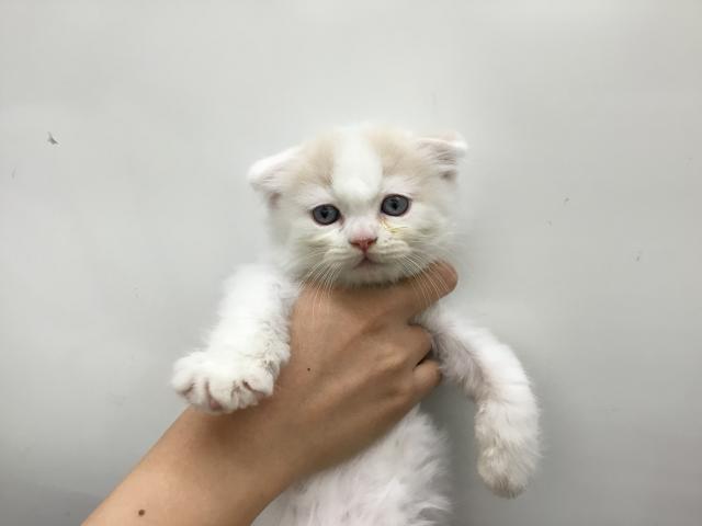 スコティッシュフォールド