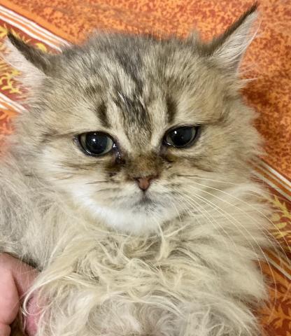 ペルシャ・ヒマラヤン