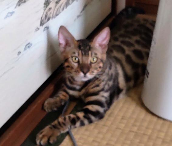 ベンガル