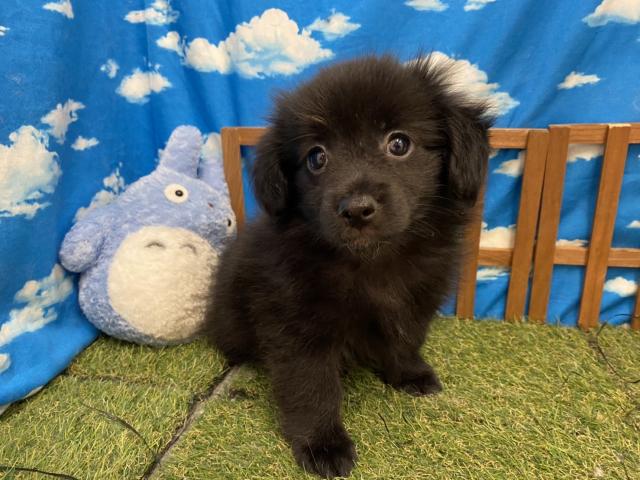 ディスワン相模大野店 神奈川県 子犬や子猫たちのペット販売情報が満載 ペットステーション