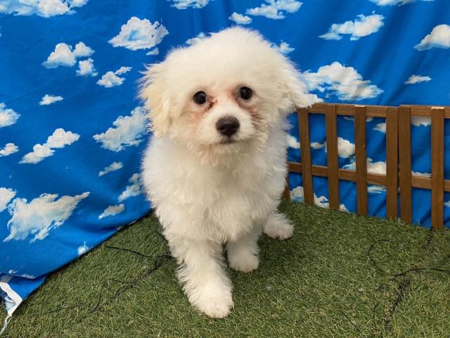 ディスワン相模大野店 神奈川県 子犬や子猫たちのペット販売情報が満載 ペットステーション