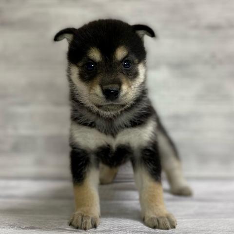 柴犬