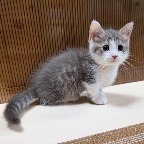 猫カフェ 猫日和 栃木県 子犬や子猫たちのペット販売情報が満載 ペットステーション 猫カフェ 猫日和 栃木県 子犬や子猫たちのペット販売情報が満載 ペットステーション