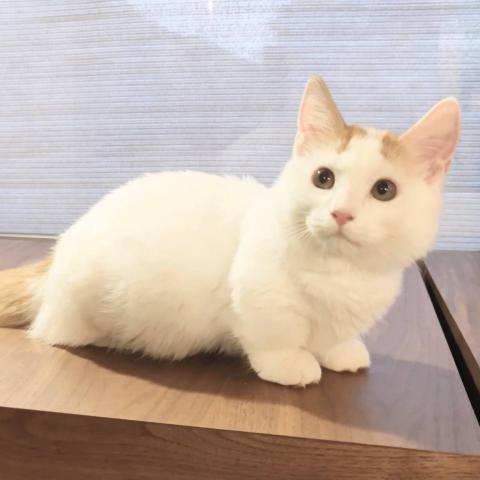 猫カフェ 猫日和 栃木県 子犬や子猫たちのペット販売情報が満載 ペットステーション 猫カフェ 猫日和 栃木県 子犬や子猫たちのペット販売情報が満載 ペットステーション