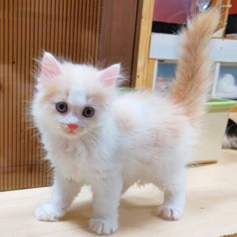 猫カフェ 猫日和 栃木県 子犬や子猫たちのペット販売情報が満載 ペットステーション 猫カフェ 猫日和 栃木県 子犬や子猫たちのペット販売情報が満載 ペットステーション