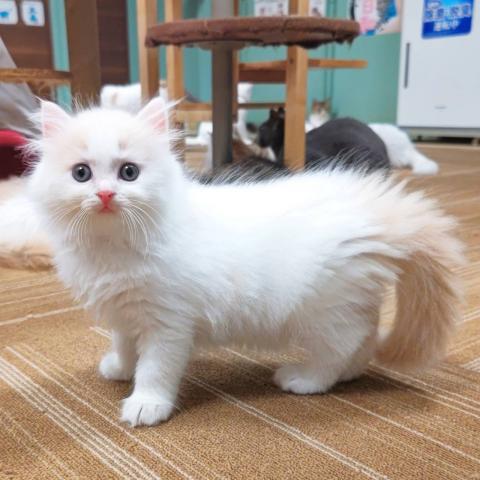 猫カフェ 猫日和 栃木県 子犬や子猫たちのペット販売情報が満載 ペットステーション 猫カフェ 猫日和 栃木県 子犬や子猫たちのペット販売情報が満載 ペットステーション