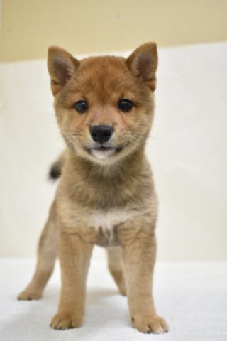 柴犬