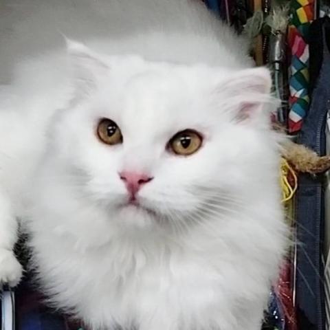 スコティッシュフォールド