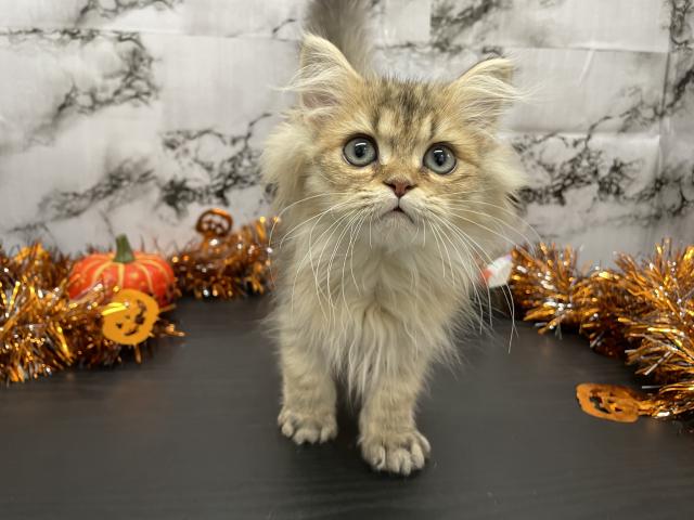 ペルシャ・ヒマラヤン