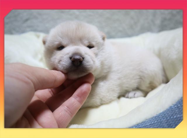 柴犬