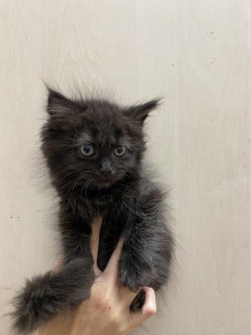 ビバペッツ志木店 埼玉県 子犬や子猫たちのペット販売情報が満載 ペットステーション ビバペッツ志木店 埼玉県 子犬や子猫たちのペット販売情報が満載 ペットステーション