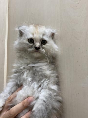 ビバペッツ志木店 埼玉県 子犬や子猫たちのペット販売情報が満載 ペットステーション ビバペッツ志木店 埼玉県 子犬や子猫たちのペット販売情報が満載 ペットステーション