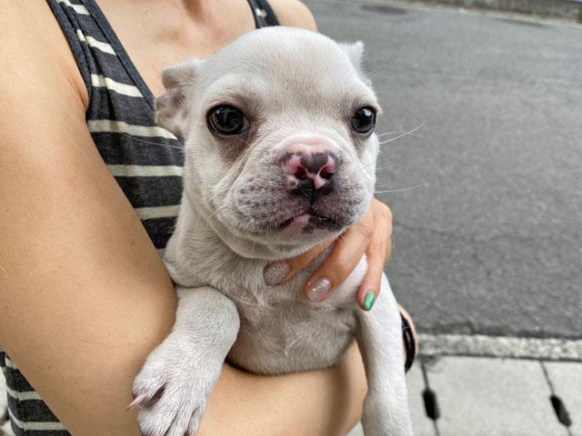 フレンチブルドッグ