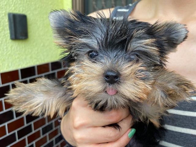 ヨークシャーテリア