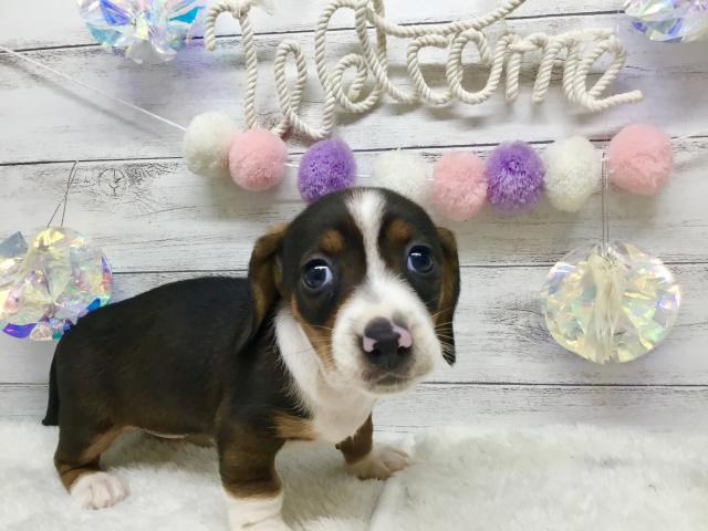 スタンダードダックスフンド