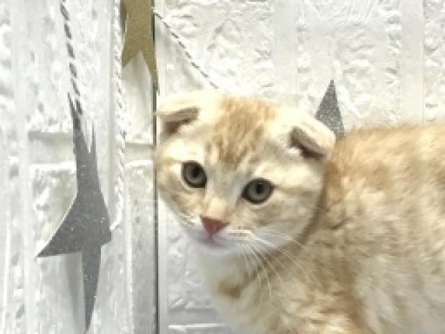 マンチカン