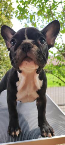 フレンチブルドッグ