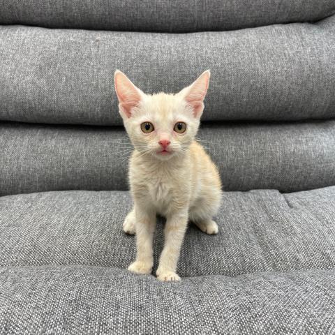 アメリカンショートヘアー