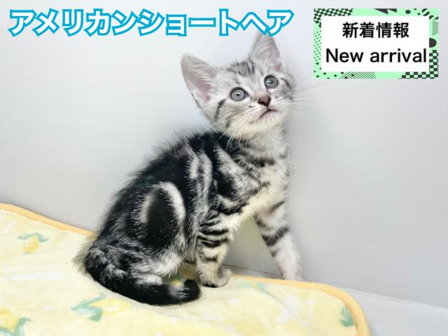 アメリカンショートヘアー