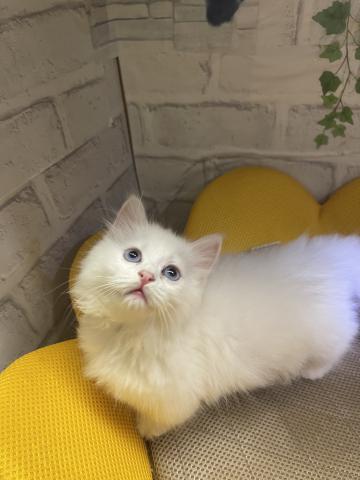 マンチカン短足