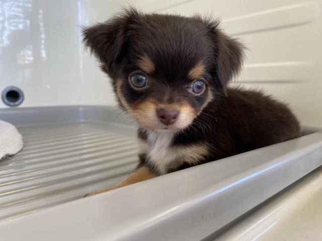 チワワ（ロングコート）