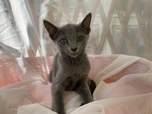 ロシアンブルー