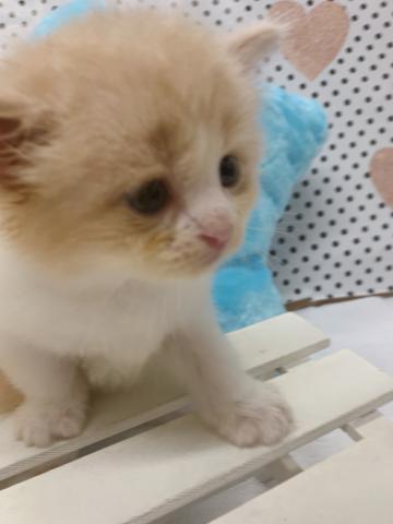 スコティッシュフォールド