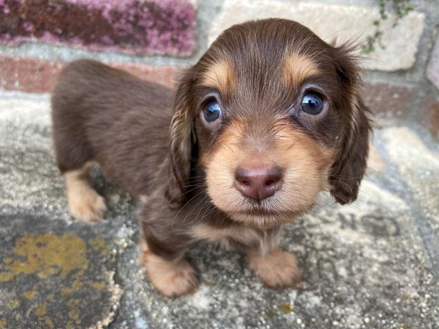 ミニチュアダックスフンド