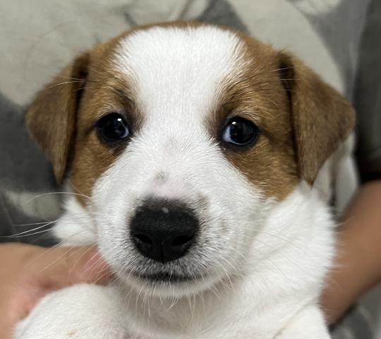 ジャックラッセルテリア