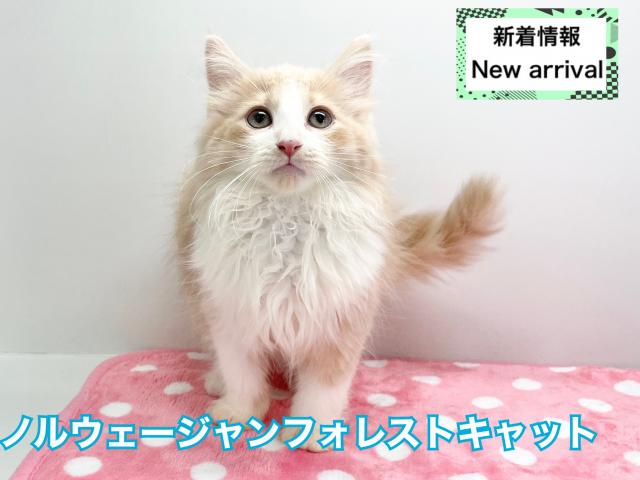 ノルウェージャンフォレストキャット