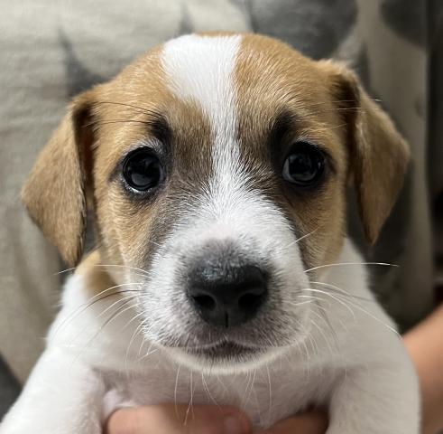 ジャックラッセルテリア