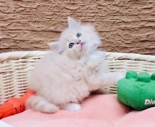 マンチカン