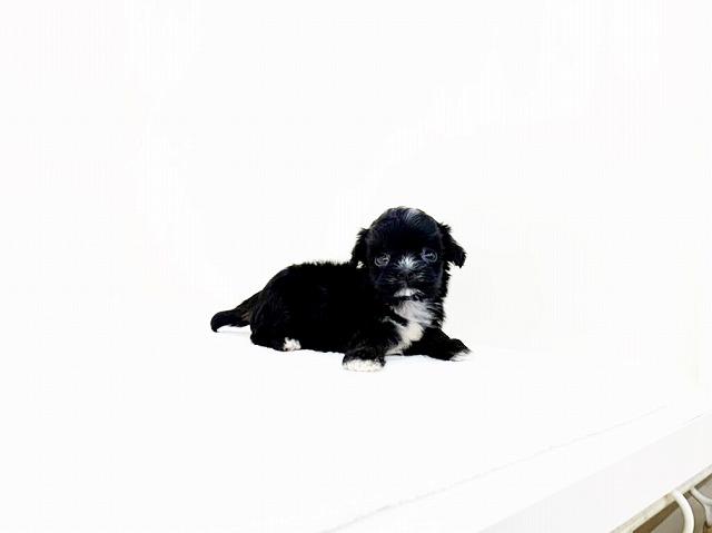 MIX