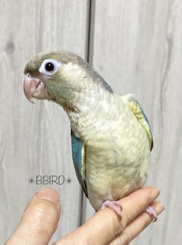 バイオレットパイナップル　ウロコインコ